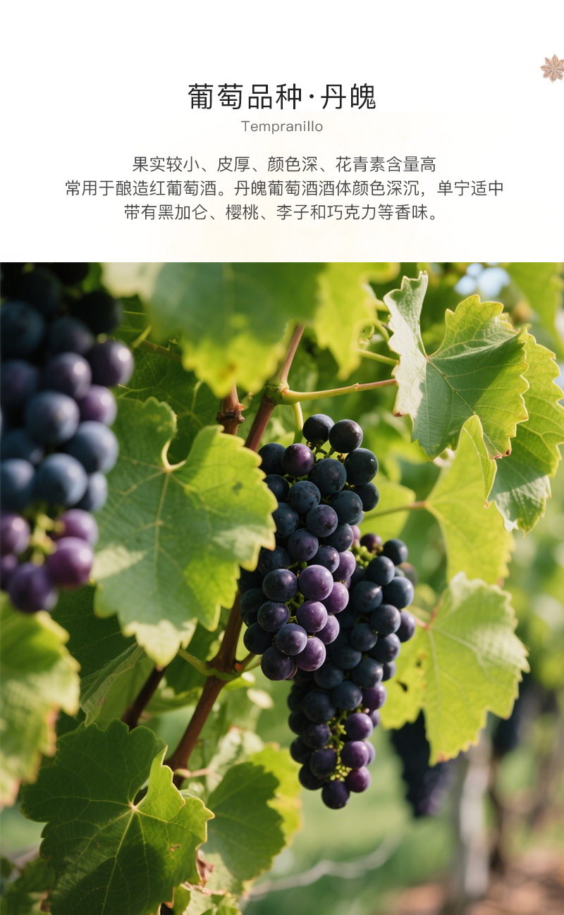 洒派·精选切片_04.jpg